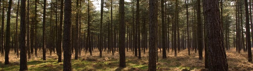 Luisteren naar ruisende bomen