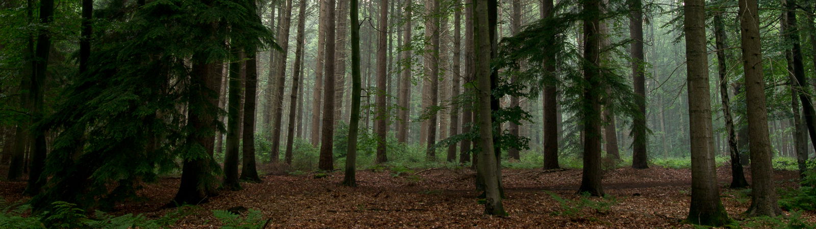 Nederlander wil natuurgeluid voor geen goud missen