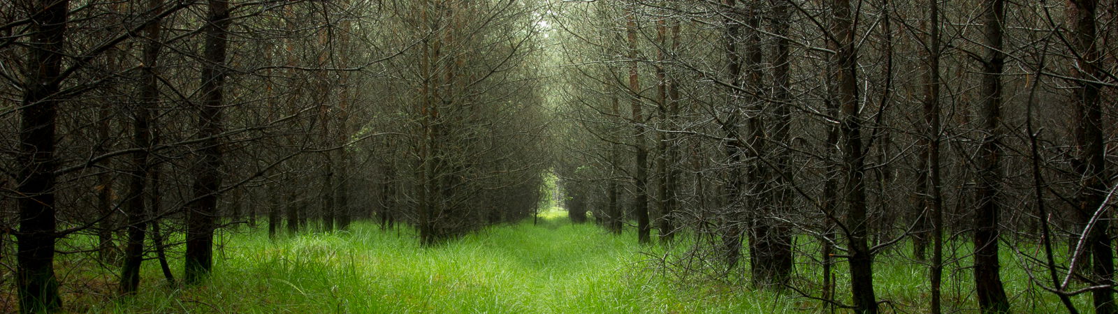 Natuurgeluiden stimuleren kantoormedewerkers